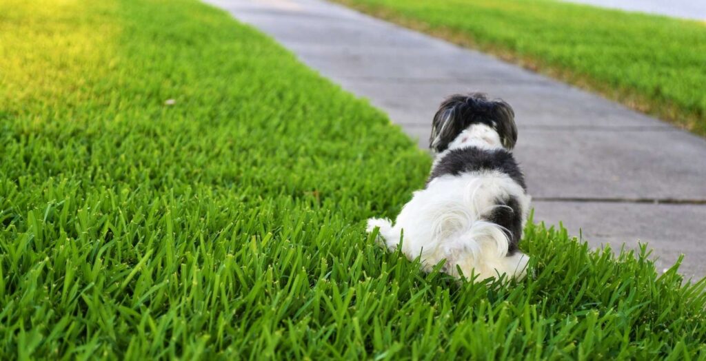 Dog pee-killing grass