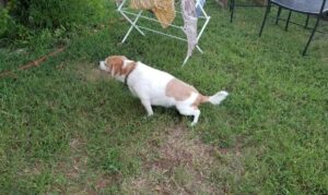 dog pee killing grass solution