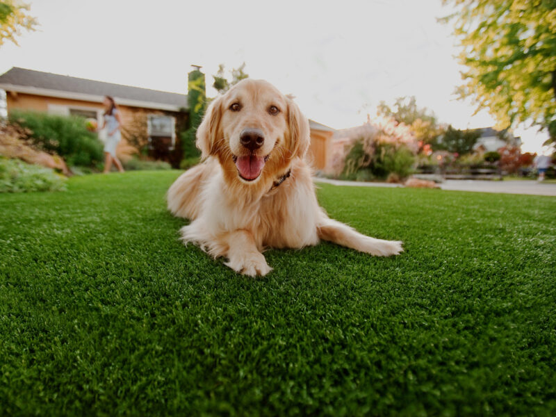Why Dog Urine Kills Grass And How To Stop It