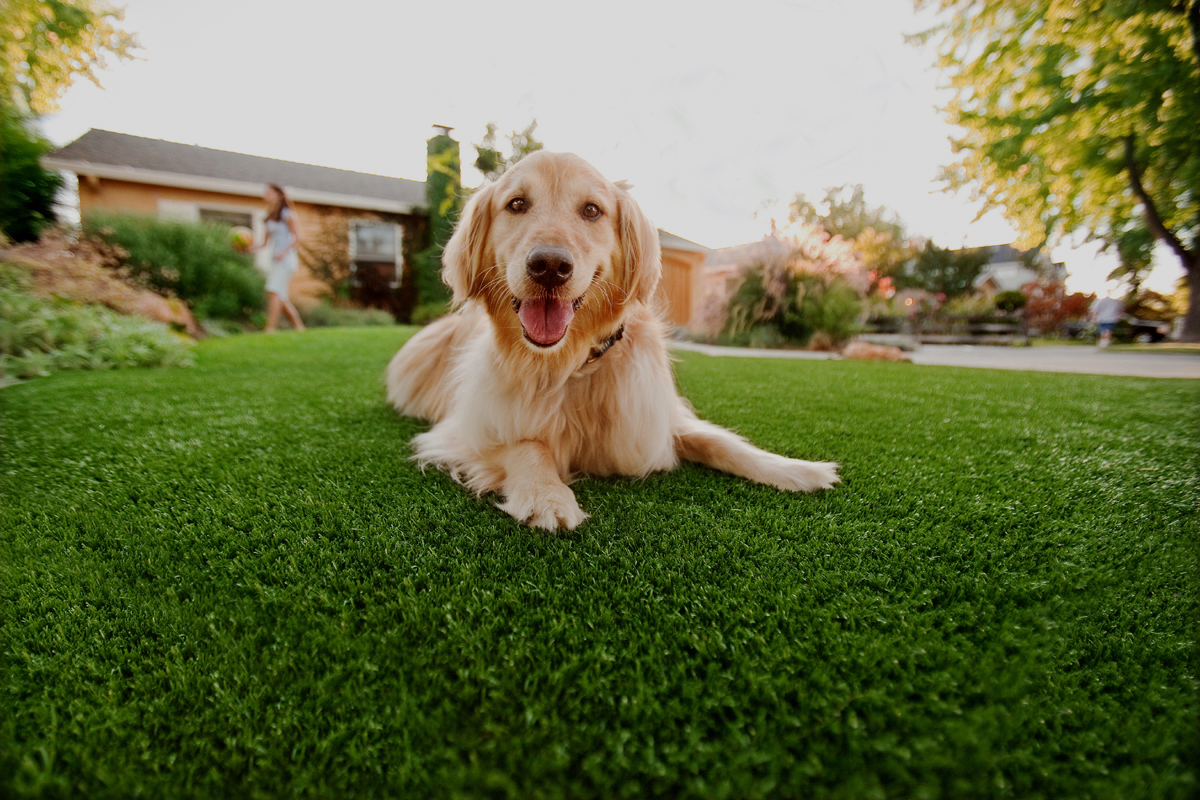 Dog urine-killing grass solution