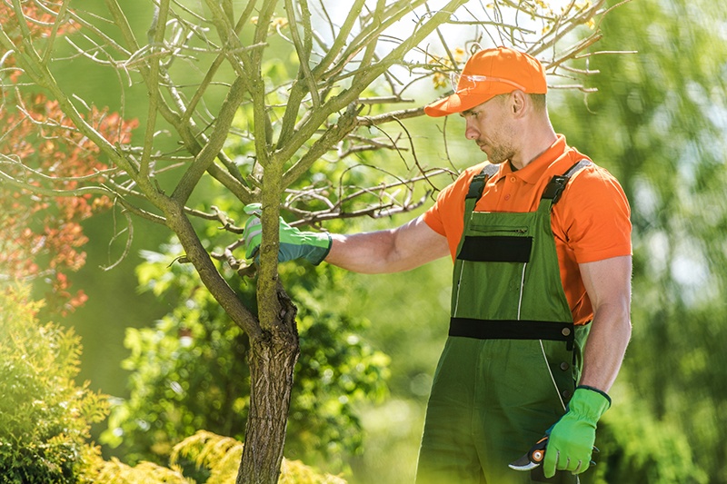 Tree Care Red Deer : A Comprehensive Guide