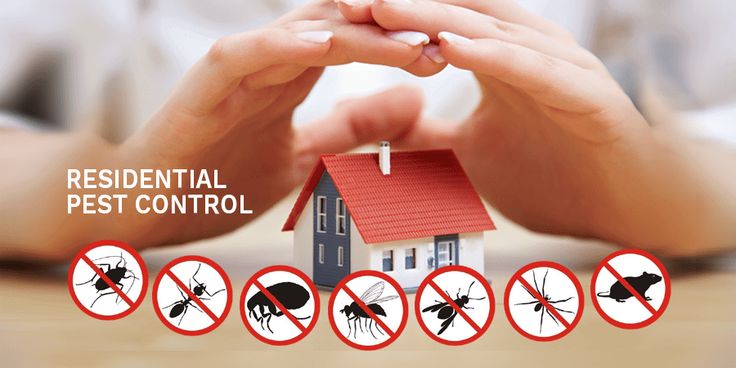 pest control Winnipeg